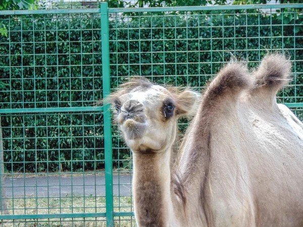 Верблюд Зоопарку Орадя Румунія — стокове фото