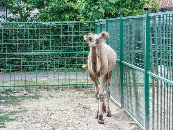 Верблюд Зоопарку Орадя Румунія — стокове фото