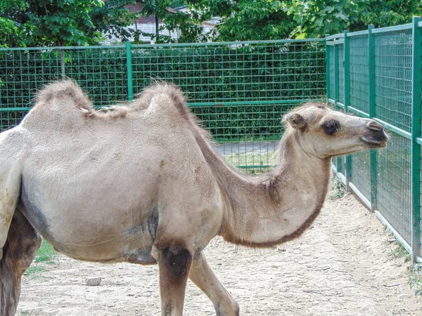 Camel Zoológico Oradea Roménia — Fotografia de Stock