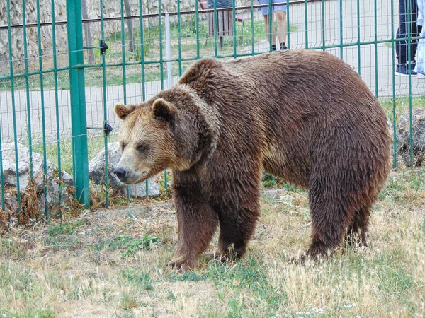 Urso Castanho Zoológico Oradea Roménia — Fotografia de Stock