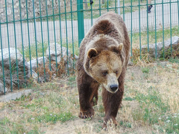 Brown Bear Zoo Oradea Romania — 图库照片