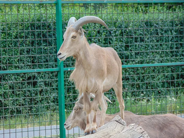 Ovejas Berberiscas Ammotragus Lervia Zoológico Oradea Rumania —  Fotos de Stock