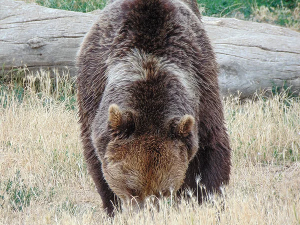 Коричневий Ведмідь Зоопарку Орадя Румунія — стокове фото