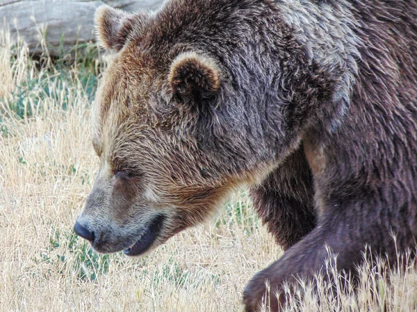 Καφέ Αρκούδα Στο Ζωολογικό Κήπο Oradea Ρουμανία — Φωτογραφία Αρχείου