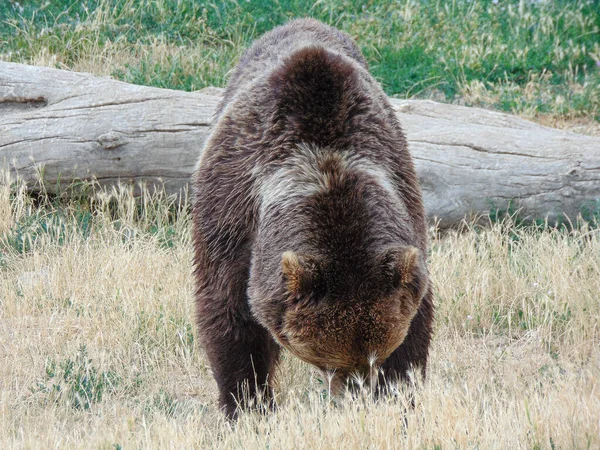 Коричневий Ведмідь Зоопарку Орадя Румунія — стокове фото