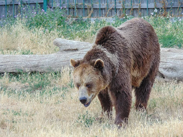 Brown Bear Zoo Oradea Romania — 图库照片