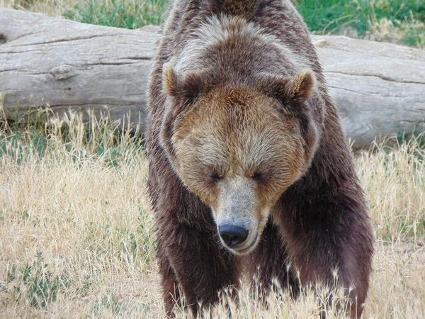 Brown Bear Zoo Oradea Romania — Stock Fotó