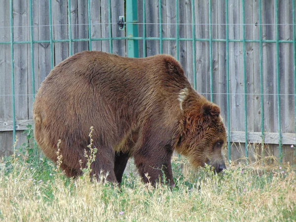 Niedźwiedź Brunatny Zoo Oradea Rumunia — Zdjęcie stockowe