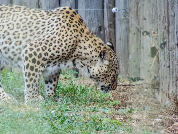 Леопард Зоопарке Орадея Румыния Фелин — стоковое фото