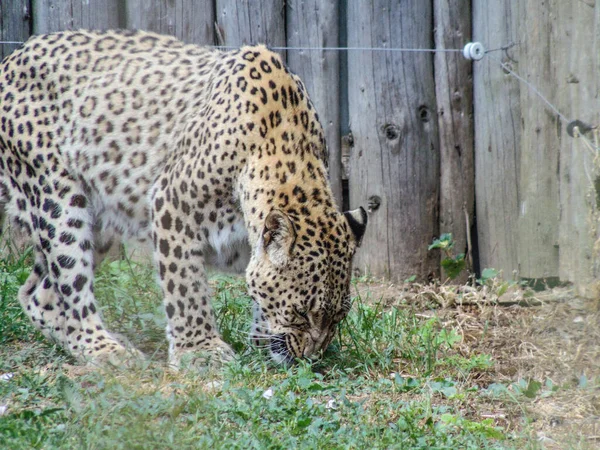 Леопард Зоопарке Орадея Румыния Фелин — стоковое фото