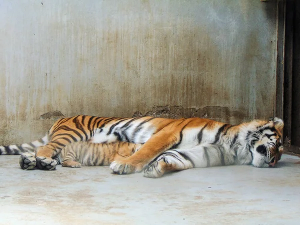 Женщина Тигр Спит Своим Детенышем Зоопарке Орадея Румыния — стоковое фото