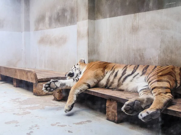 Румынском Зоопарке Орадея Спит Тигр — стоковое фото