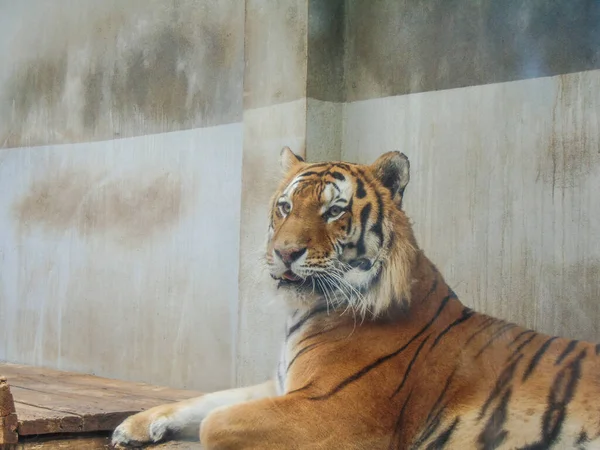 Tigre Sibérie Zoo Oradea Roumanie Féline — Photo