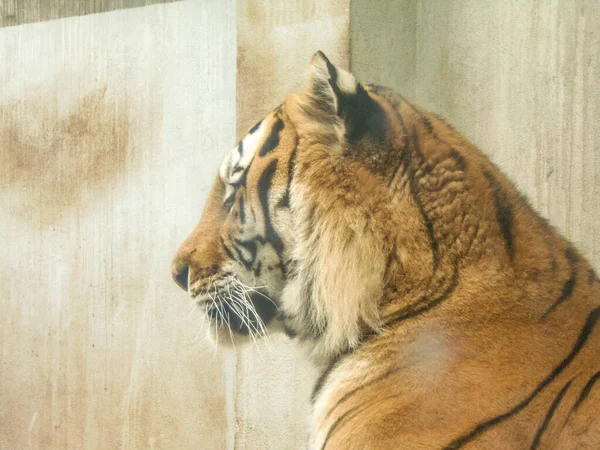 Romanya Daki Oradea Hayvanat Bahçesi Nde Sibirya Kaplanı Kedi — Stok fotoğraf