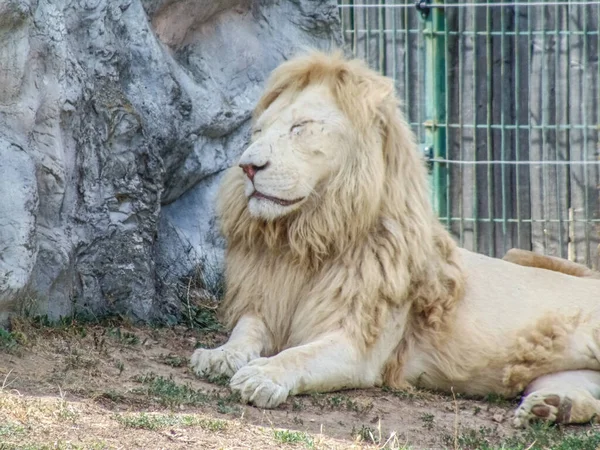 Lion Stands Ground Oradea Zoo Romania —  Fotos de Stock