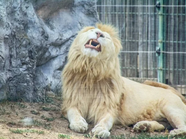 Lion Stands Ground Oradea Zoo Romania — Stockfoto