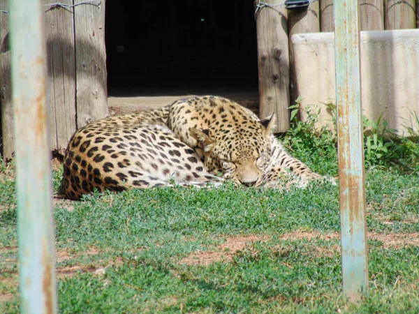 Leopardo Está Durmiendo Zoológico Oradea Rumania — Foto de Stock