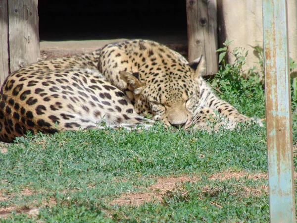 Leopard Sleeping Oradea Zoo Romania — Stok fotoğraf