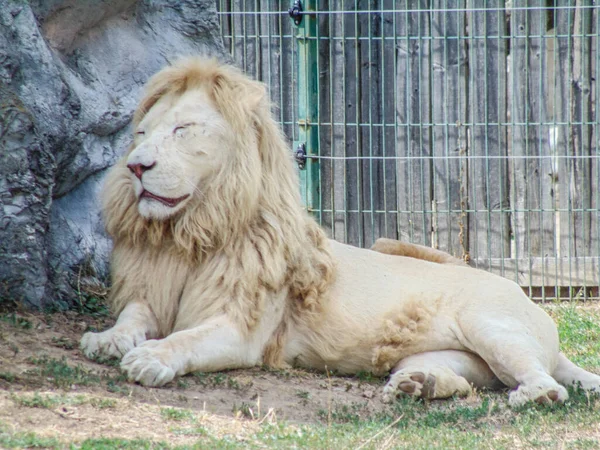 Leão Está Chão Jardim Zoológico Oradea Roménia — Fotografia de Stock