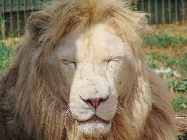 Das Porträt Eines Löwen Feline — Stockfoto