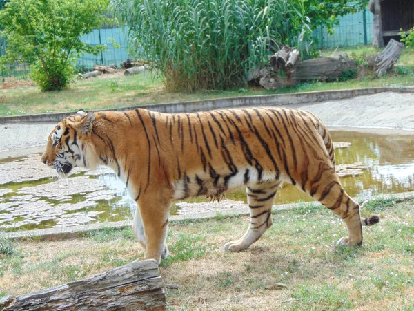 Сибирский Тигр Зоопарке Орадея Румыния Фелин — стоковое фото