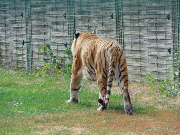 Tigre Siberiano Zoológico Oradea Rumania Felino — Foto de Stock