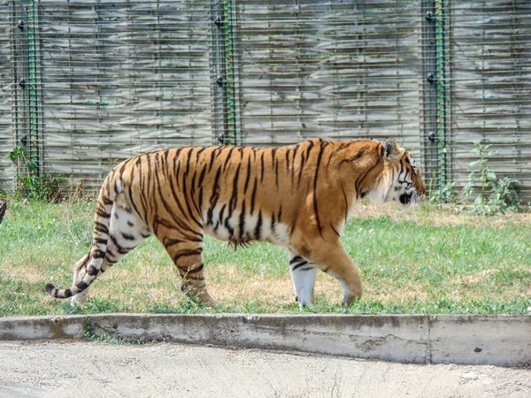 Tigre Siberiano Zoológico Oradea Rumania Felino — Foto de Stock