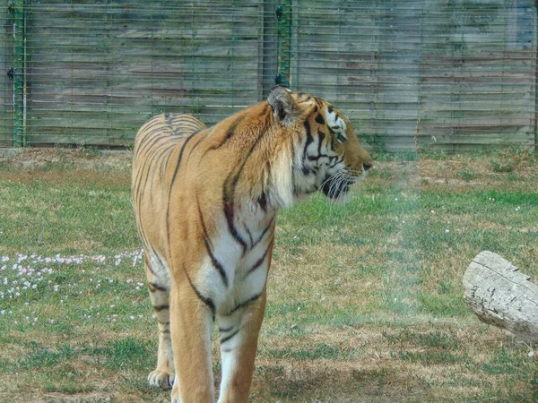 Tigre Siberiano Zoológico Oradea Rumania Felino — Foto de Stock