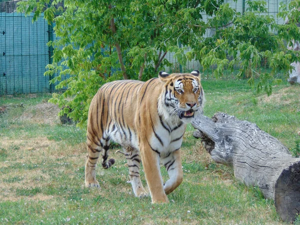 Tigre Siberiano Zoológico Oradea Rumania Felino — Foto de Stock