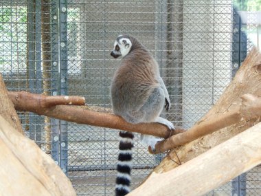Bir lemur bir ağaçta oturur.