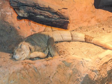 Bir iguana oturuyor. Yakın çekim.