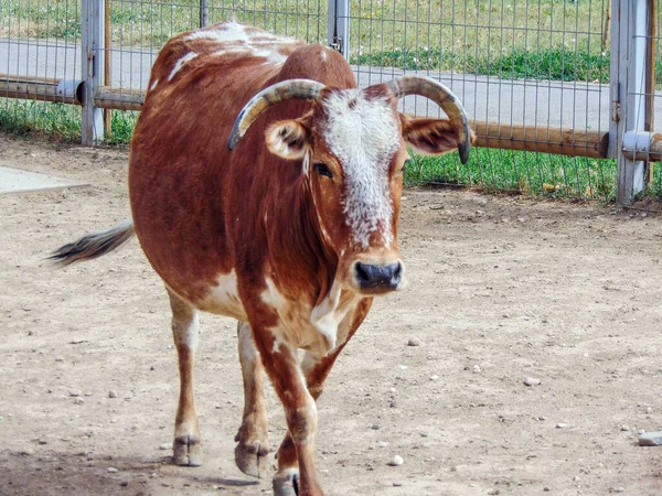 Vaca Zebú Recinto — Foto de Stock