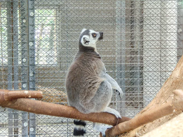 Lemur Sits Wood — Foto de Stock