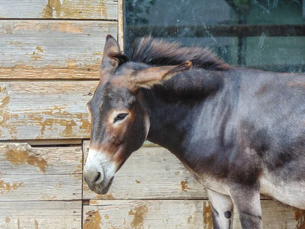 Ein Esel Sitzt Rumänien — Stockfoto