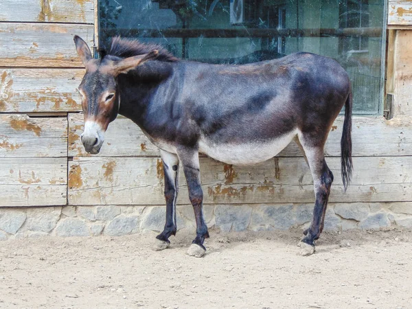 Donkey Sitting Romania — Stock fotografie