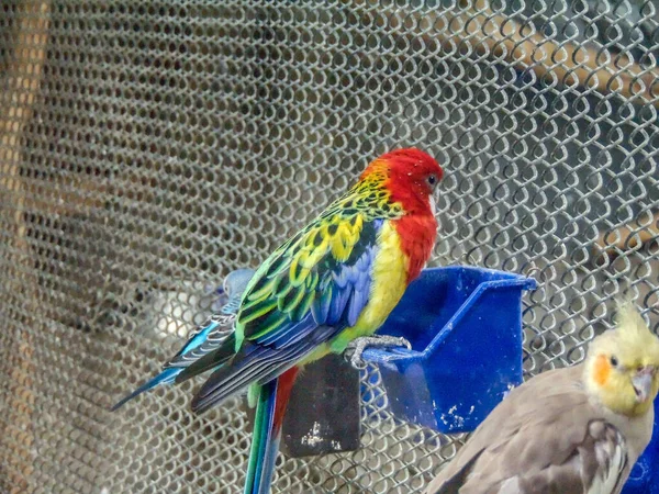Colored Parrot Enclosure — Foto Stock