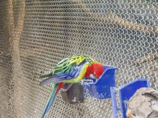 Colored Parrot Enclosure — Stockfoto