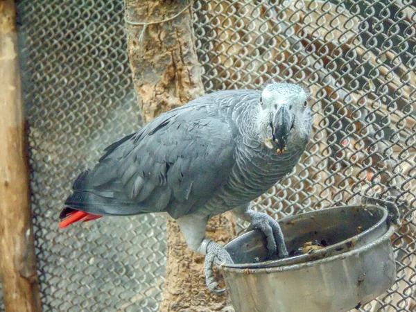 African Grey Parrot Jako Closeup — Stockfoto