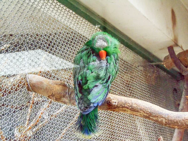 Green Alexandrine Parrot Branch — Foto de Stock