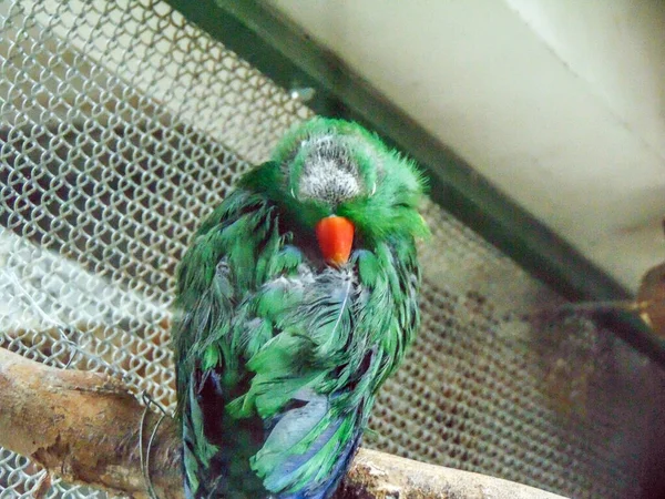 Green Alexandrine Parrot Branch — Stockfoto