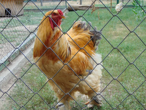 Brahma Hen Enclosure — Stockfoto