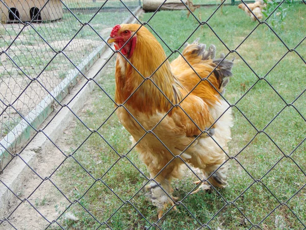 Курица Брама Вольере — стоковое фото