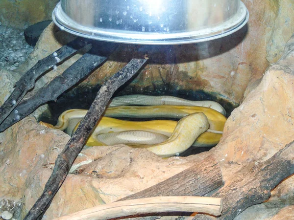 Велика Жовта Змія Багажнику — стокове фото