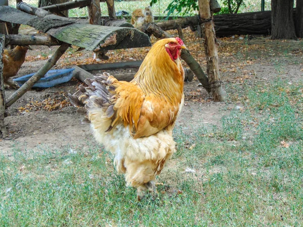 Курица Брама Вольере — стоковое фото