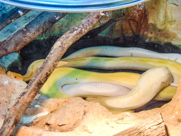 Big Yellow Snake Enclosure — Fotografia de Stock