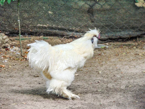 Silkie Bantam Летом — стоковое фото