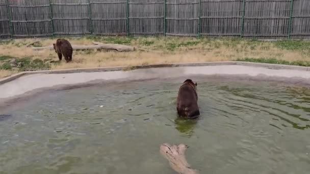 Two Brown Bears Zoo Animals — Stok video