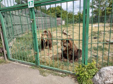 Romanya Oradea Hayvanat Bahçesinde iki kahverengi ayı