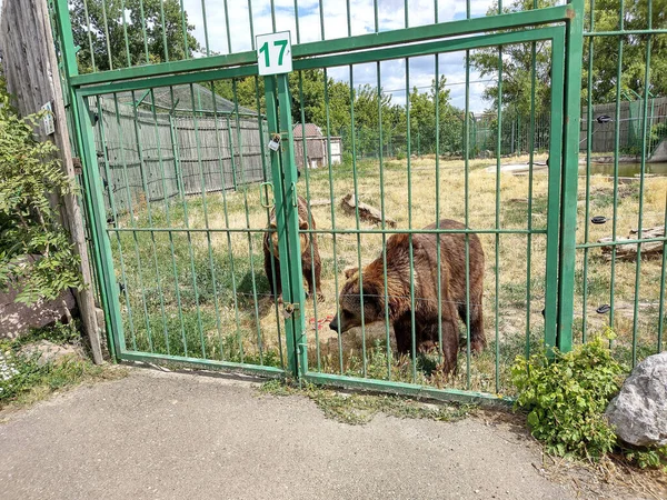Dois Ursos Castanhos Jardim Zoológico Oradea Roménia — Fotografia de Stock