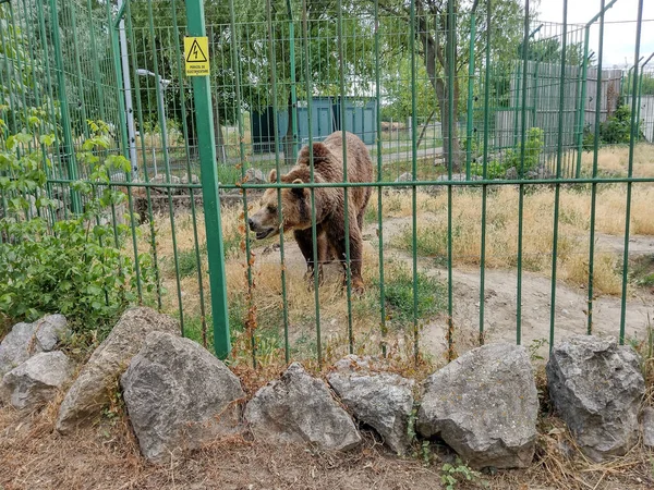 Urso Castanho Jardim Zoológico Oradea Roménia — Fotografia de Stock